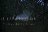 &Auml;lvornas gl&auml;nta - foto av Eva Bucksch